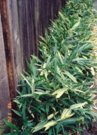 S. masamuneana 'Albostriata'